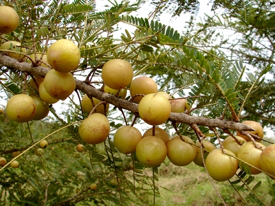 L’emblica officinalis : un régénérant végétal puissant