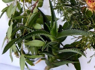 L’Aloe Vera soin cosmétique naturels pour la peau aux propriétés hydratantes, cicatrisantes et anti-âge