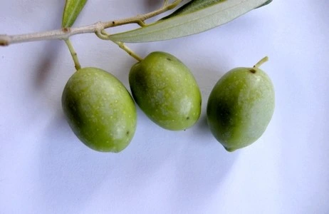 lincantore huile olive anti-age protege hydrate la peau