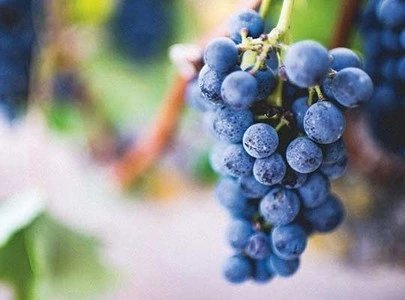 Le Resvératrol antioxydant anti-âge, il protège des UV, stimule le collagène et préserve éclat et jeunesse des peaux matures et sensibles.